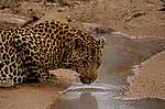 Leopard beim Morgentrunk
