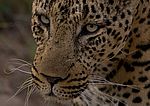 Leopard auf Pirsch